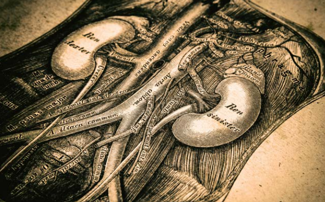 W przypadku problemów z nerkami trzeba myśleć również o mikroorganizmach jelitowych